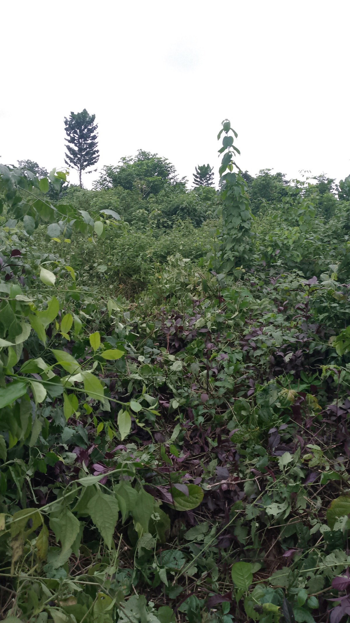 Gbagada Phase ii